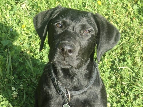 Sima